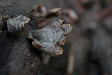 Hongo 