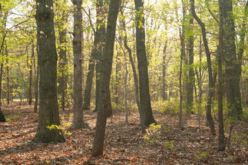 bright forest