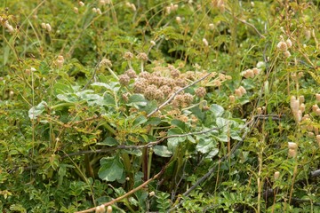 The beach plant 