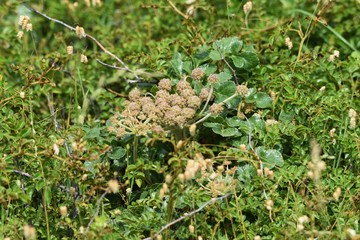 The beach plant "Beach silvertop (Glehnia littoralis)" is edible and medicinal.
