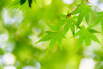 新緑のカエデ　エコイメージ