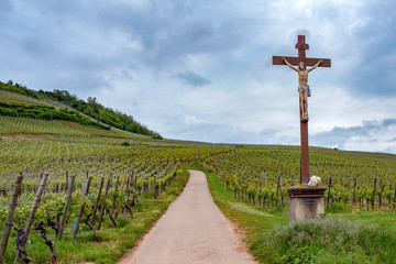 Fototapeta na wymiar Rolling hills of vineyards in Alsace, France
