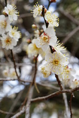 京都御苑の梅林の白梅