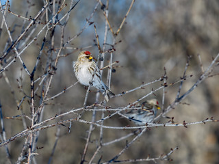 Common Redpoll Perched in Tree in Winter 