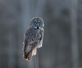 Great Grey Owl  or Great Gray Owl Perched on Metal Post in Winter