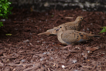 Juvenile mourning doves, almost ready for flight