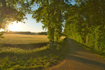 Naklejka premium chemin au crépuscule