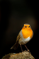 Cute little bird robin. Dark brown nature background.