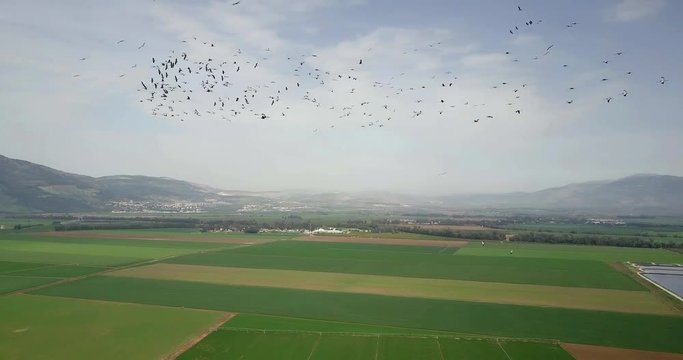 Flying close to Common Cranes in flight over Hula Valley Hula Valley, Wheat fields and Common crane in flight, Upper Galilee in background, drone shot, Israel