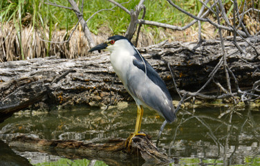 Black-crowned night heron perched on partially submerged log at edge of lake