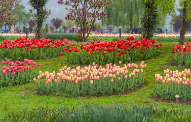 Beautiful tulip flowers is a veritable Eden in Indira Gandhi Memorial Tulip Garden Srinagar is...