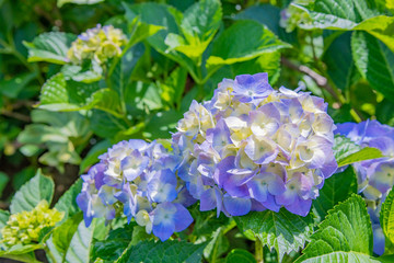 色づき始めたアジサイと初夏の青空