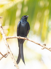 Black Drongo (Dicrurus macrocercus) race 
