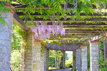 beautiful mature wisteria in full bloom growing over a grand solid brick and wooden pergola in may....