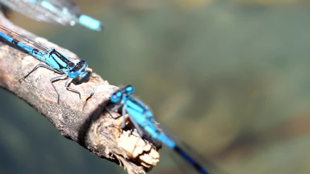 libellule 