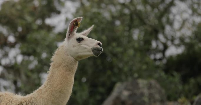 Handheld shot panning to follow a white llama walking around Machu Piccu