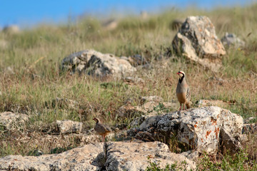 Chukar Partridge. Alectoris chukar. Yellow nature habitat background.