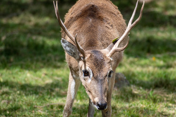 ciervo en el parque nacional de Pan de Azúcar 
