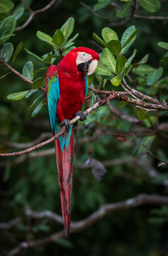 Red-and-green Macaw - Ara chloropterus