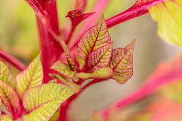 brote de planta hermosa de color rojo tomada con el lente macro