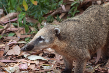 fauna autóctona en el sur de América 