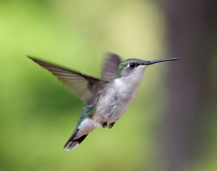 hummingbird