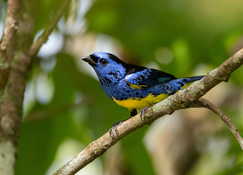 Turquoise Tanager - Tangara mexicana