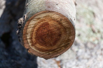 Birch Tree Cross Section