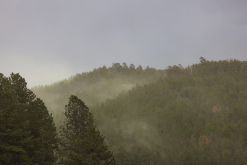 Pollen Release in Forest