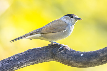 Eurasian blackcap on bright green background