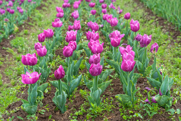 Beautiful tulip flowers is a veritable Eden in Indira Gandhi Memorial Tulip Garden Srinagar is Asia’s largest such garden at Srinagar, Jammu and Kashmir, India