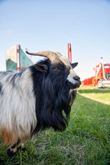 Portrait de bouc