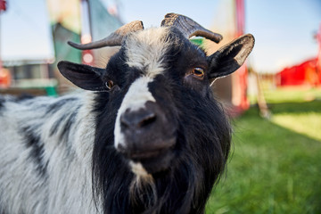 Portrait de bouc