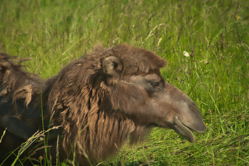 Obraz premium Portrait de chameau