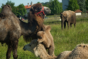 Famille de chameau