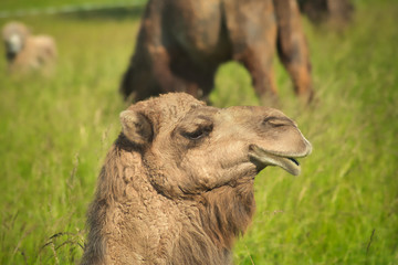 Portrait de chameau