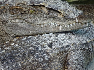 Crocodiles - Thaîlande