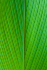 Green leaves in the background.