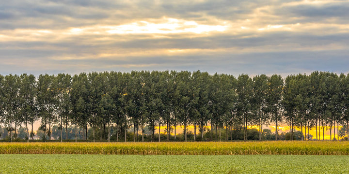 Traditional windbreak lane in the Netherlands