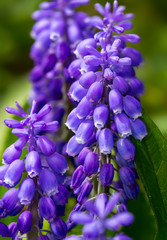 A close up of grape hyacinths blossoms with a blurred green background
