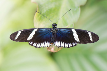 Obraz na płótnie Canvas Butterfly 2019-26 / Sara Longwing - Heliconius sara