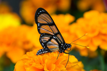Butterfly 2019-27 / Black glasswing butterfly (Methona confusa)