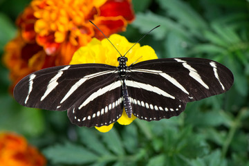 Butterfly 2019-29 / Zebra Longwing (Heliconius charithonia)
