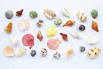 Composition of exotic sea shells on white