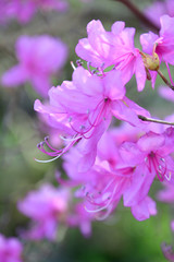 ミツバツツジの花が咲く