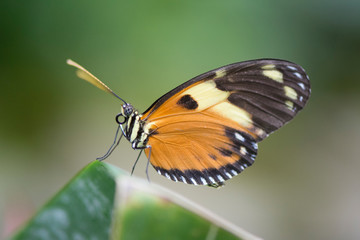 Fototapeta na wymiar Butterfly 2019-33 / Tiger Longwing (Heliconius Hecale)