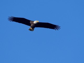 Fototapeta na wymiar Bald Eagle in flight against blue sky