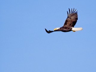 Bald Eagle in flight against blue sky