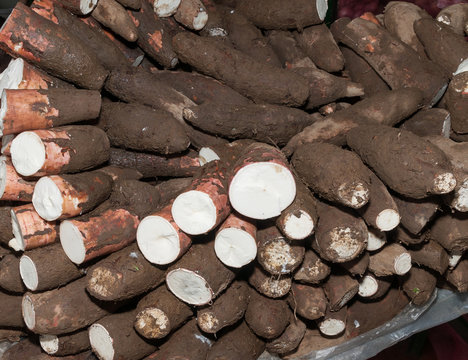 Cassava raw tuber - Manihot esculenta