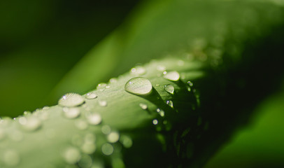 Water drops on green leaf in morning light after raining